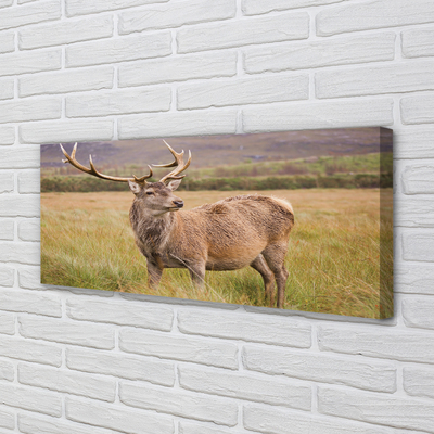 Zdjęcie na płótnie Samotny Jeleń na Polu