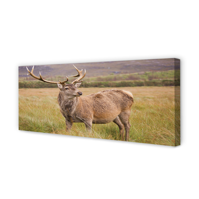 Zdjęcie na płótnie Samotny Jeleń na Polu
