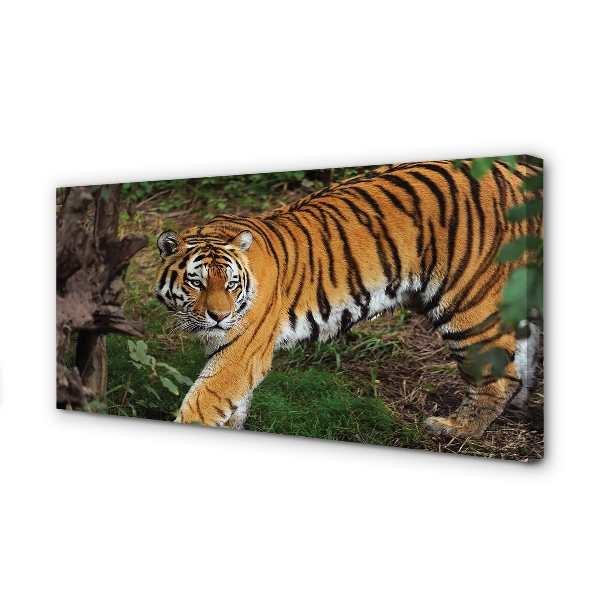 Fotoobraz na płótnie Tygrys w Gęstwinie Lasu