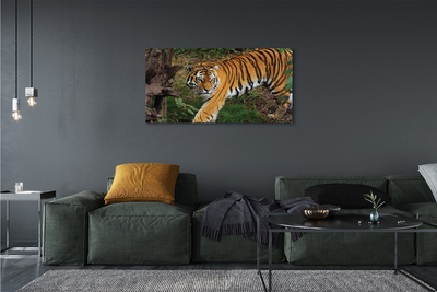 Obraz na płótnie Tygrys las