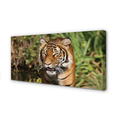 Fotoobraz na płótnie Leśny Dom Tygrysa