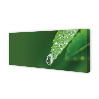 Duży obraz na płótnie Liść i Kropla Wody