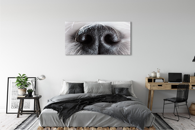 Obraz canvas na ścianę Nos Psa w Zbliżeniu