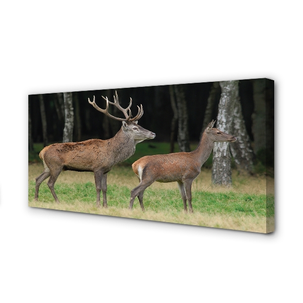 Fotoobraz na płótnie Król Lasu: Jeleń