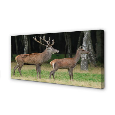 Fotoobraz na płótnie Król Lasu: Jeleń