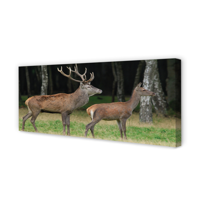 Fotoobraz na płótnie Król Lasu: Jeleń