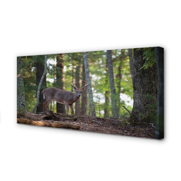 Fotoobraz na płótnie Jeleń w Leśnej Gęstwinie