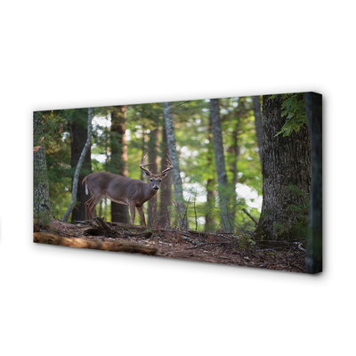 Fotoobraz na płótnie Jeleń w Leśnej Gęstwinie