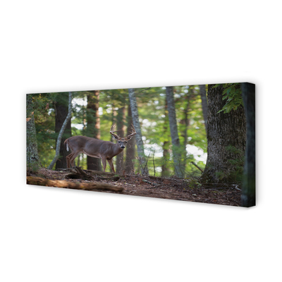 Fotoobraz na płótnie Jeleń w Leśnej Gęstwinie