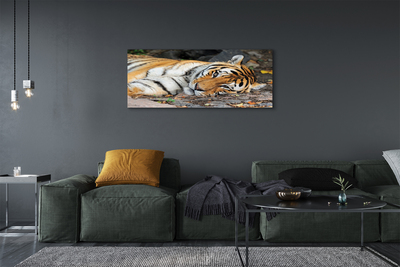 Obraz na płótnie Leżący tygrys