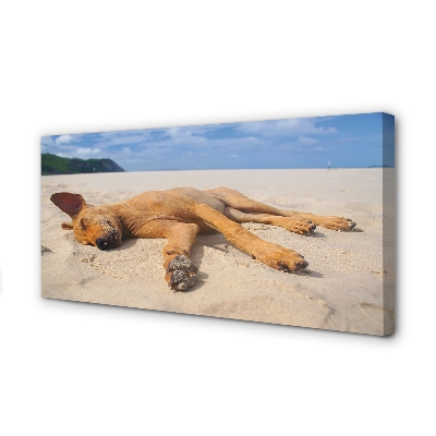 Obraz na płótnie Leżący pies plaża