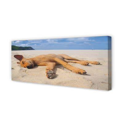 Obraz drukowany na płótnie Pies Odpoczywający na Plaży