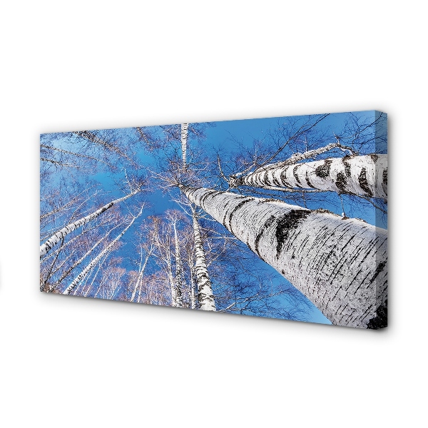 Zdjęcie na płótnie Brzozy na Tle Nieba