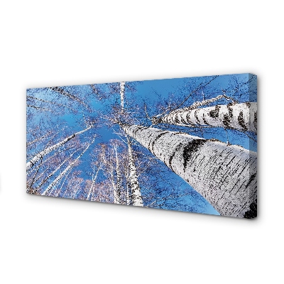 Zdjęcie na płótnie Brzozy na Tle Nieba