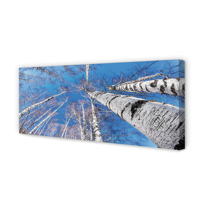 Zdjęcie na płótnie Brzozy na Tle Nieba