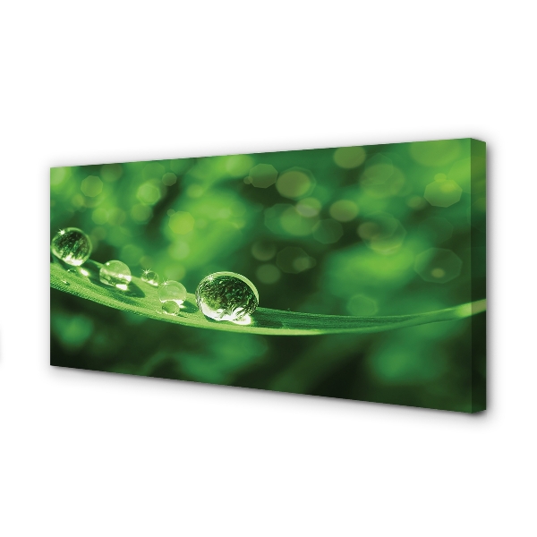 Obraz canvas na ścianę Zbliżenie na Krople Rosy