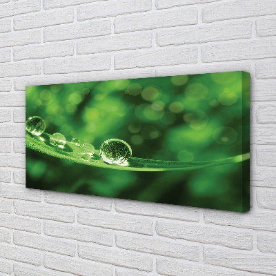 Obraz canvas na ścianę Zbliżenie na Krople Rosy