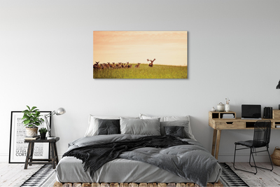 Obraz na płótnie Stado jeleni pole wschód słońca