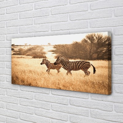 Fotoobraz na płótnie Zebra o Zachodzie Słońca