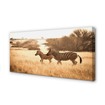 Obraz na płótnie Zebra pole zachód słońca