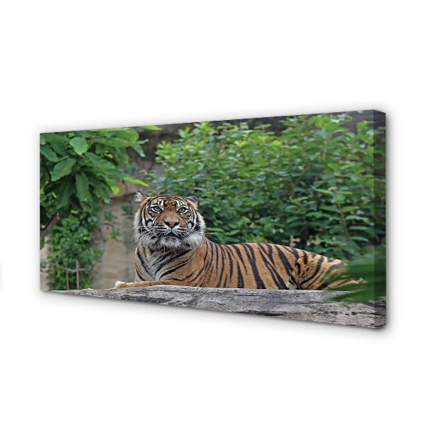 Duży obraz na płótnie Tygrys w Lesie