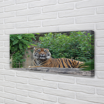 Duży obraz na płótnie Tygrys w Lesie