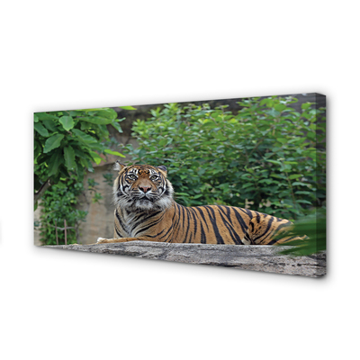 Duży obraz na płótnie Tygrys w Lesie