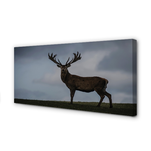 Obraz canvas na ścianę Nocne Spotkanie z Jeleniem