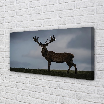 Obraz canvas na ścianę Nocne Spotkanie z Jeleniem