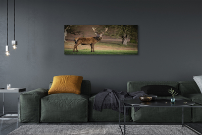 Obraz canvas na ścianę Samotny Jeleń na Polu