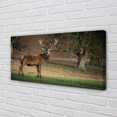 Obraz canvas na ścianę Samotny Jeleń na Polu