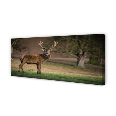 Obraz canvas na ścianę Samotny Jeleń na Polu
