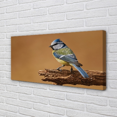 Zdjęcie na płótnie Portret Ptaka