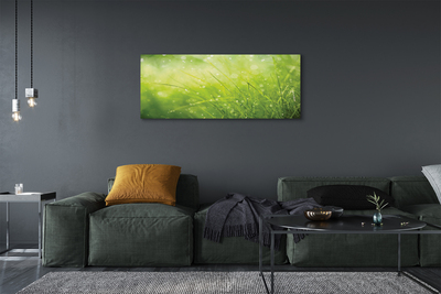 Obraz drukowany na płótnie Świeżość Rosy na Trawie