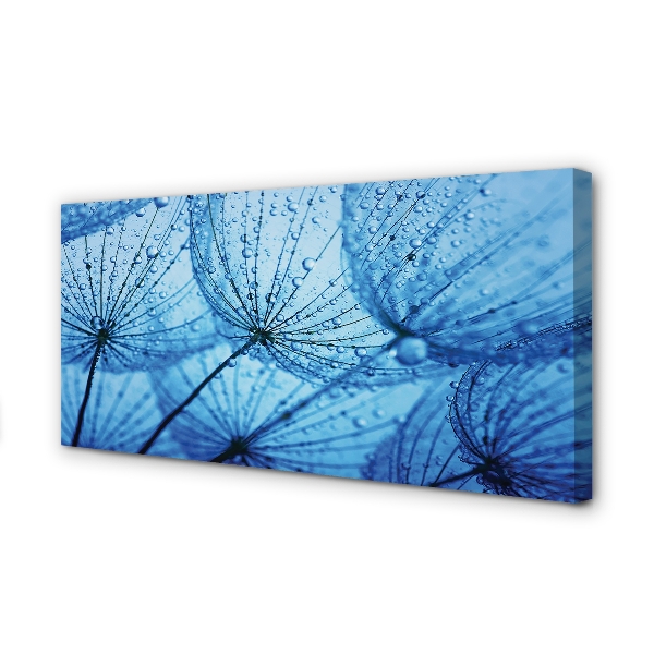 Obraz drukowany na płótnie Puszyste Dmuchawce z Rosą