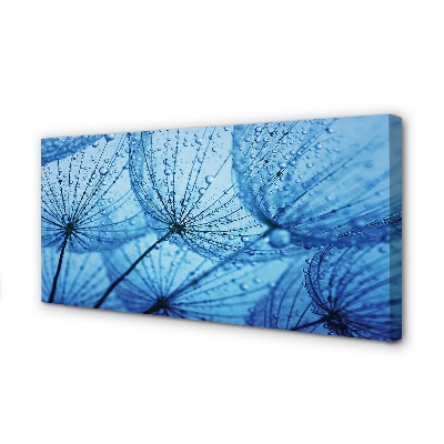 Obraz drukowany na płótnie Puszyste Dmuchawce z Rosą