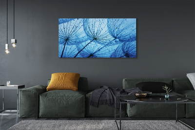 Obraz drukowany na płótnie Puszyste Dmuchawce z Rosą