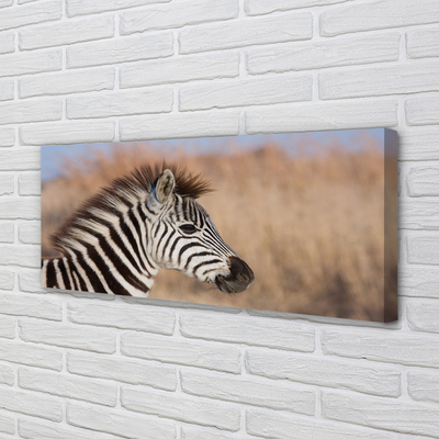 Fotoobraz na płótnie Zebra na Tle Natury