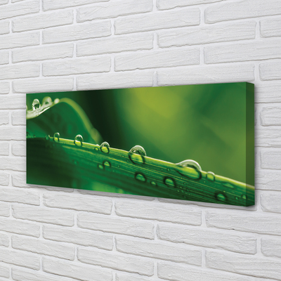 Obraz drukowany na płótnie Źdźbło Trawy z Kroplą