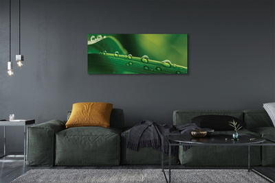 Obraz drukowany na płótnie Źdźbło Trawy z Kroplą