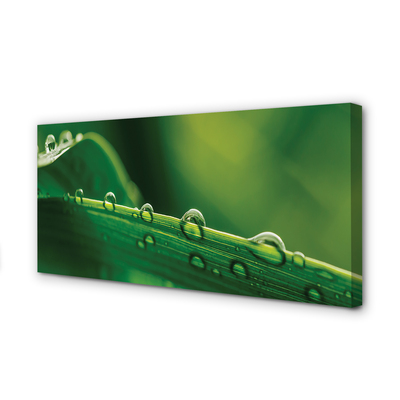 Obraz drukowany na płótnie Źdźbło Trawy z Kroplą