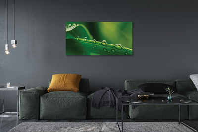 Obraz drukowany na płótnie Źdźbło Trawy z Kroplą