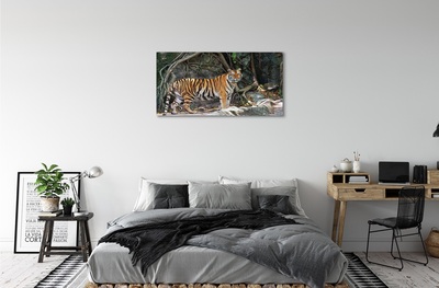 Obraz na płótnie Dżungla tygrys