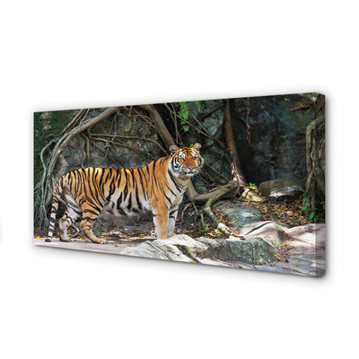 Obraz na płótnie Dżungla tygrys