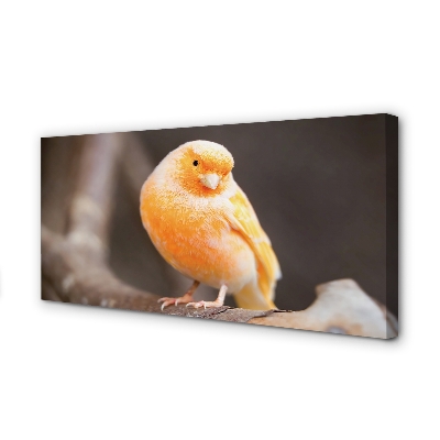 Obraz canvas na ścianę Papuga na Gałęzi