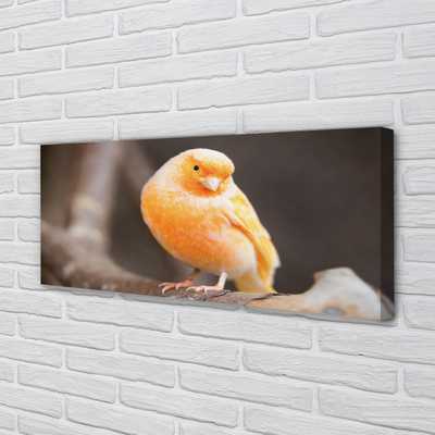 Obraz canvas na ścianę Papuga na Gałęzi