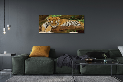 Obraz na płótnie Drzewo tygrys