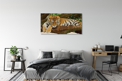 Obraz na płótnie Drzewo tygrys
