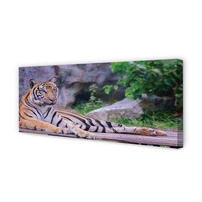 Obraz na płótnie Tygrys w zoo