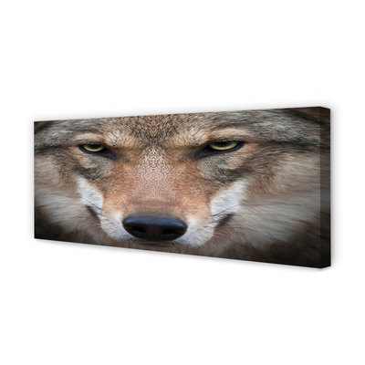 Obraz na płótnie Oczy Wilka w Zbliżeniu